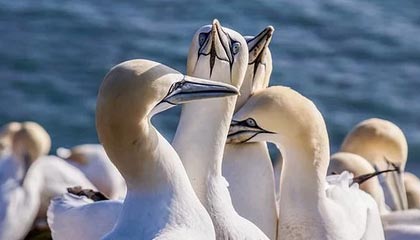 平阳最新的高价找中介取公积金违法吗方法分享(平阳中介取公积金怎么收费教程)