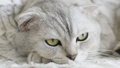 平阳最新的高价医保个人账户余额微信查询方法分享(平阳医保查询个人账户明细怎么查微信教程)